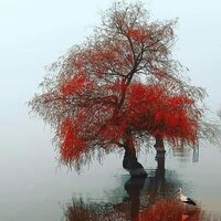 Aşk Türküsü - Akın  Ok