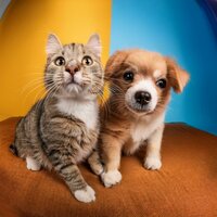 Las Mascotas Disfrutan De Las Vibraciones Nocturnas - Latidos Binaurales Entretenimiento de Ondas Cerebrales & Paz interior animal & Lluvia serena para seres