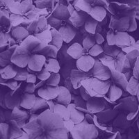 Deep - Lilac