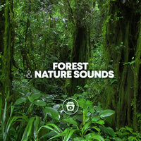 Water Stream - Nature Sounds Nature Music