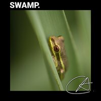 Quite Christmas Forest Frog sound with no loop to help you sleep and relax - Spa Relaxation & Spa Music Relaxation & Spa Music & Meditation Collective