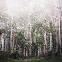 Rainy Traffic - Winds and Oceans & Sleeping Music & Rain Sounds Collection
