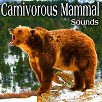 Elephant Seal Growls and Snorts Multiple Times with Ocean in Background Take 2 - The Hollywood Edge Sound Effects Library