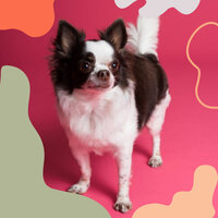 Smooth Cute Dogs - Dog Calming Music