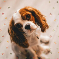 Spacious Ambiance for Doggy Daycares - Dog Music Dreams