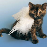 Inquire - Cat Relaxing Master