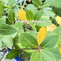 bucket wala - Calming Cadence