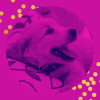 Remarkable Bossa Nova - Vibe for Relaxing Your Dog - Dog Music Radio