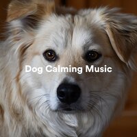 Simplistic Keys - Calming for Dogs & Calming Music for Dogs & Dog Calming Music