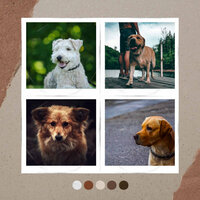 Hip Dog Anxieties - Jazz Music for Dogs Prime