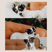 Vivacious Sweet Dogs - Dog Music Waves