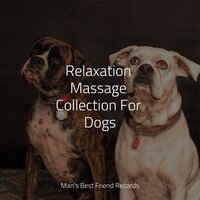 Regain Energy - Music for Dogs Peace & Music for Dogs Collective & Calm Doggy