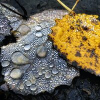 Frogs in a Creek - Kings of Nature & Nature & Sounds Backgrounds & Sol y Lluvia