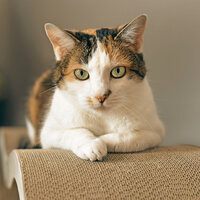 Cell Phone - Cat Relaxing Master
