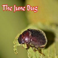 The June Bug - Mike Jones
