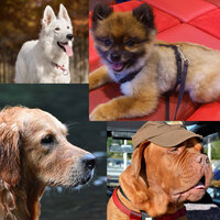 Bubbly Moods for Doggy Walks - Relax My Dog Music