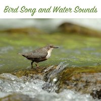 Bird Song and Water Sequence 17 - Bird and Nature Sounds