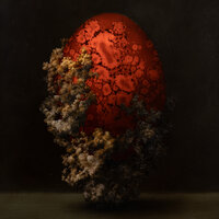 Dreams from the anthill - IDRA