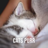 Cats Purr on Lap, Pt. 9 - Relaxing White Noise Sounds