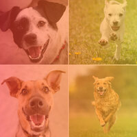 Laid-back Worshiping Your Dog - Calming for Dogs