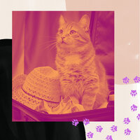 Heavenly Music for Stressed Kittens - Sleepy Cats