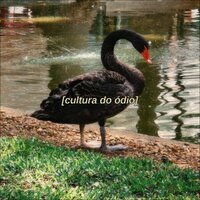 Camarão - Juvi