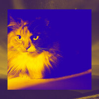 Sunny Moods for Cute Kitten - Cat Music Relaxation