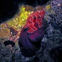 Sharm Fugani - Ozelot