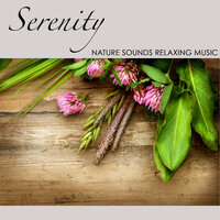 Sonata No. 8 in D Major, K. 311 (Reiki) - Meditation Relax Club