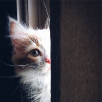 Remembering Serenity - Music for Cats TA & RelaxMyCat & Music for Relaxing Cats