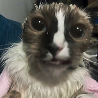 Wake Up Wake Up Youre Getting Comfortable (Motivational Cat) - Hardstyle Killer & BRAZILIAN MASTER
