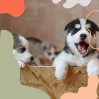 Soulful Ambience for Cute Dogs - Dog Music Waves