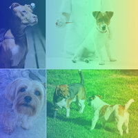 Stellar Worshiping Your Dog - Music for Leaving Dogs Home Alone