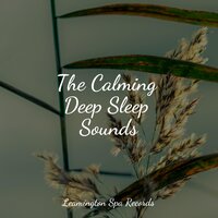 Calmness - Rain Sounds Nature Collection & Sleepy Times & Healing Sounds for Deep Sleep and Relaxation