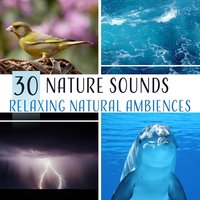 White Noise – Flowing River - Relaxing Distraction Therapy Zone