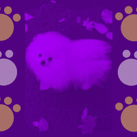 Bossa Trombone Soundtrack for Calming Puppies - Relaxing Dog Music Beats
