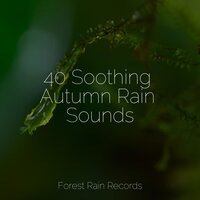 Deep Forest Birds - Ruído branco & Nature Ambience & Pet Care Music Therapy