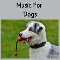Regain Calmness - Music for Dogs & Music for Dogs Peace & Relaxing Puppy Music & Calm Pets Music Academy