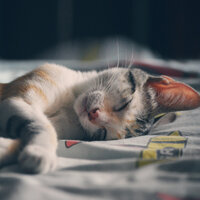 Celestial Figments - Sleeping Music For Dogs & Music for Dog's Ear & Music for Dogs Collective