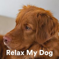 Confidence - Calming for Dogs & Dog Music Club & Sleepy Dogs
