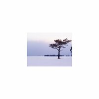 Lavender and Frustration - Mindfulness Healing Sleep BGM Project