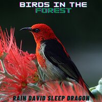 Serene Bird Recording - Rain David Sleep Dragon
