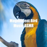Birds Tweets Soundscape - Nature Sounds ASMR