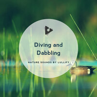 Steller's Eider - Nature Sounds by Lullify & Relaxing Music Therapy