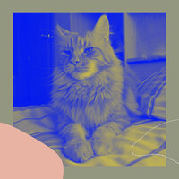Grand Ambiance for Home Cats - Calming Music for Cats
