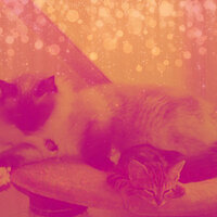 Jazz Soundtrack for Cute Cat - Relaxing Music for Cats