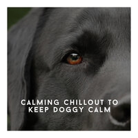 Chilling & Snoozing = Calm Doggy - Relaxing Dog Chillout
