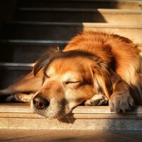Vibraciones Acogedoras De Perrera - Música feliz en la lista de reproducción & Perro relajarse & Musica Relajante para Perros Momentos