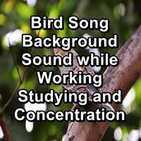 Forest Bird Sounds Nature Sounds Loopable for the Night - Bird Sounds & Bird & Singing Birds