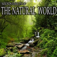 Louisiana Bayou Evening Sounds with Close Birds, Insects and Distant Wind Through Trees - Sound Ideas